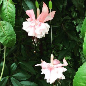 Meet your Posher, Demetra